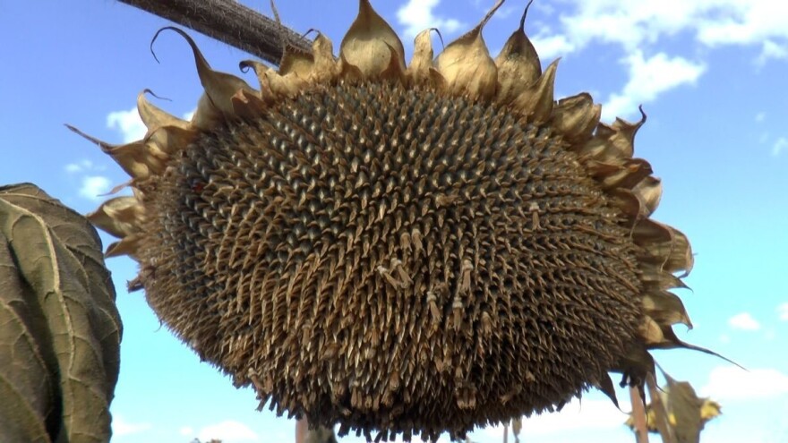 Suša uzima danak prinosima: Kreće žetva suncokreta?