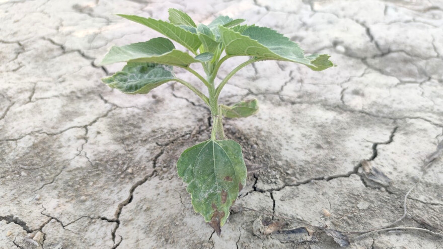 Koji su načini zaštite biljaka od suše?