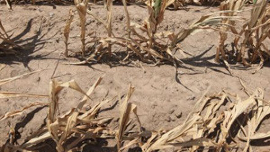 Crne prognoze za poljoprivredu