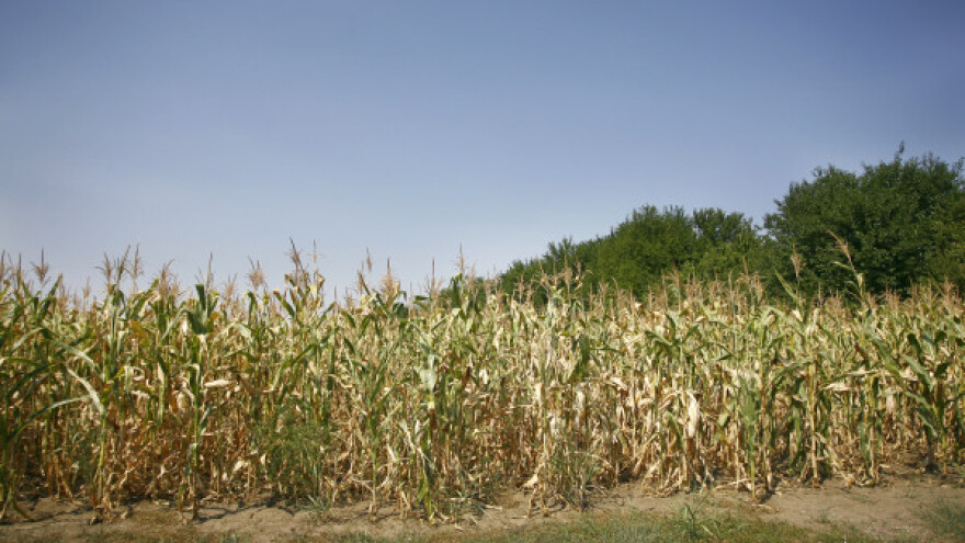Suša desetkovala rod kukuruza