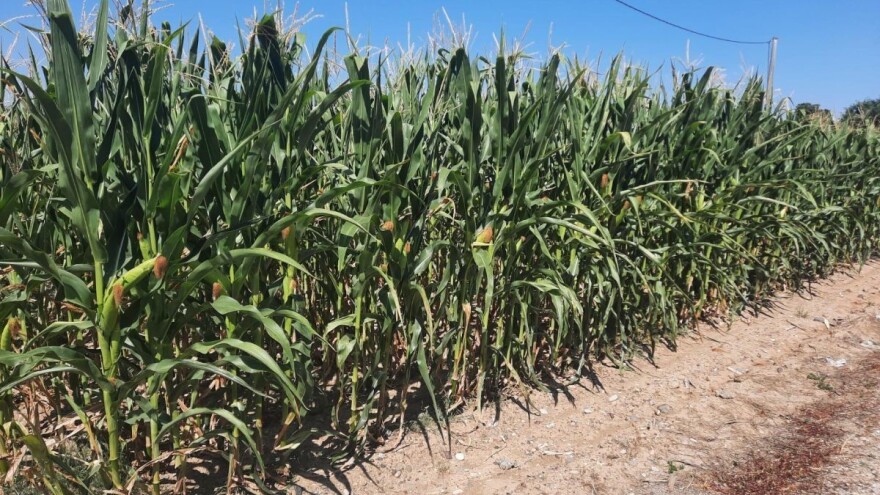 U najkritičnijim fazama razvoja kukuruza padavina upola manje