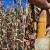 Suša će znatno umanjiti prinos kukuruza, ponegdje i do 80 posto