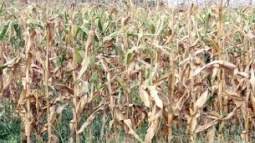 Sušno razdoblje pogodilo usjeve