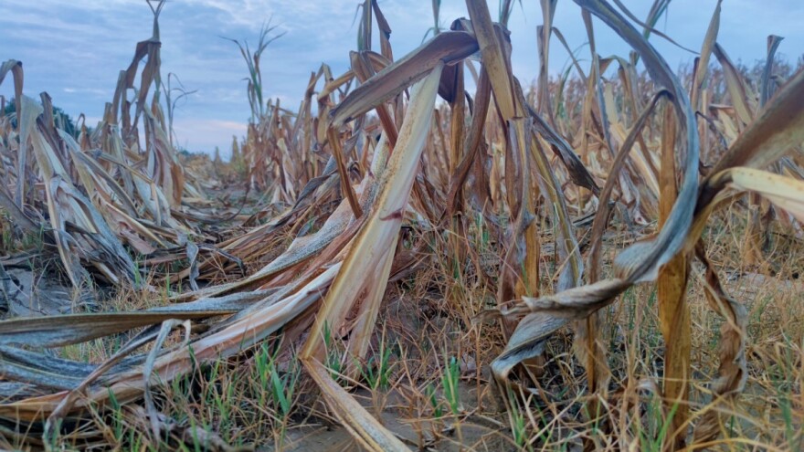 Prirodnu nepogodu zbog suše proglasila i najistočnija županija