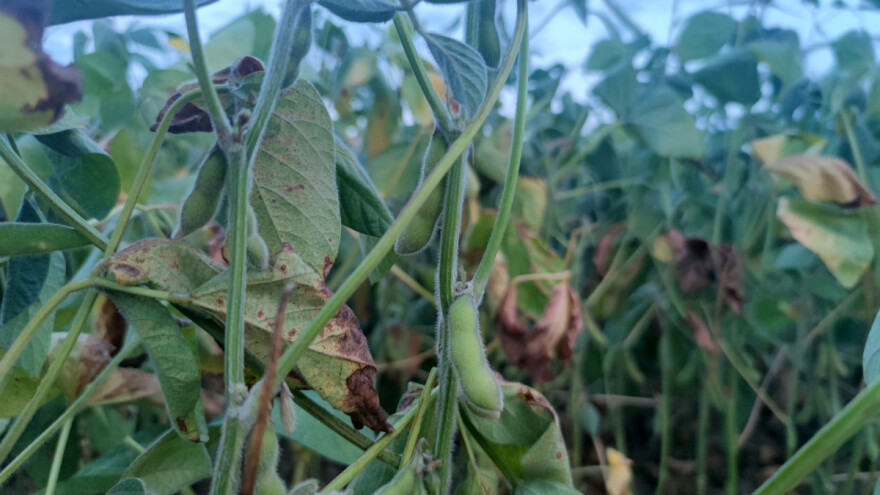 Raste cena soje - 81,5 dinara za kilogram