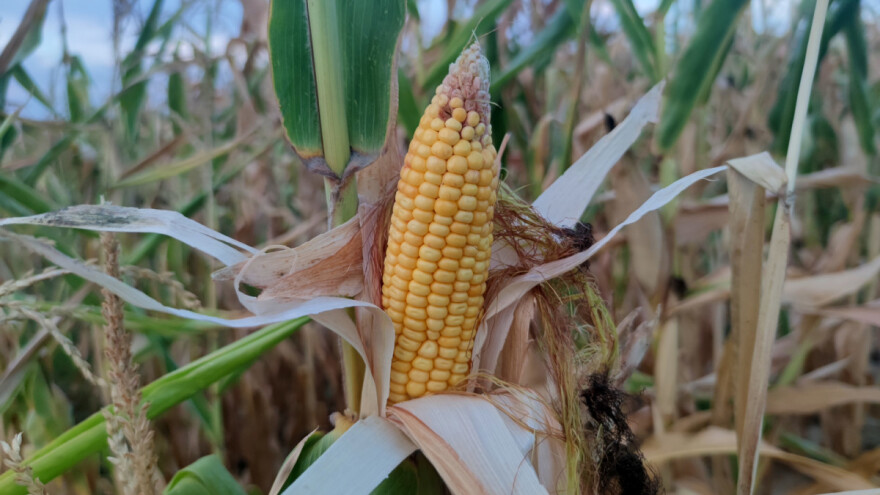 Na degradiranoj smonici ogledno polje kukuruza sa prinosom do 11 tona