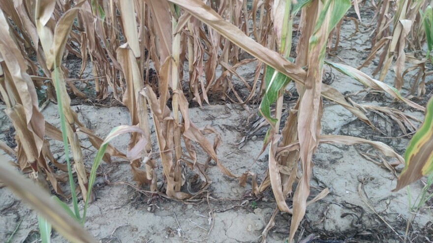 Postupak za proglašenje suše tek kad se formira Vlada?