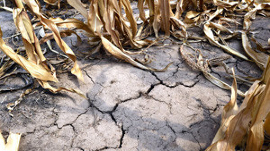 Špekulanti izgladnjuju svijet