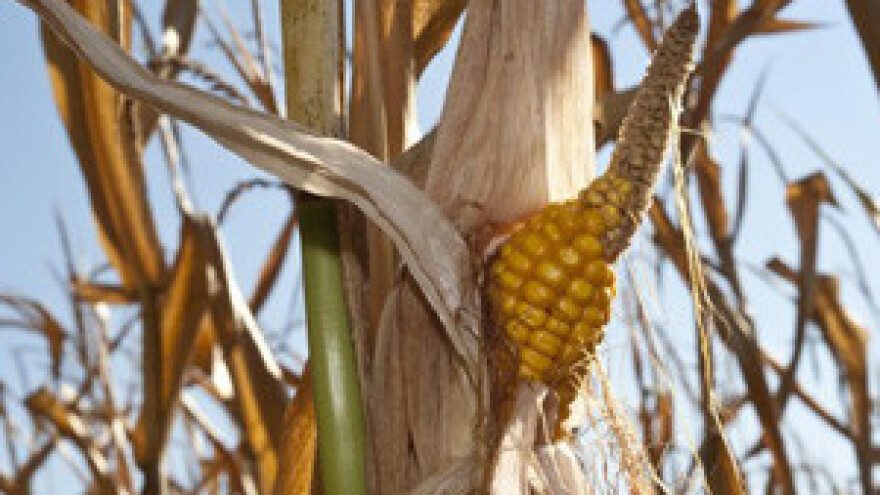 Vukovarsko-srijemska polja i dalje "žedna"