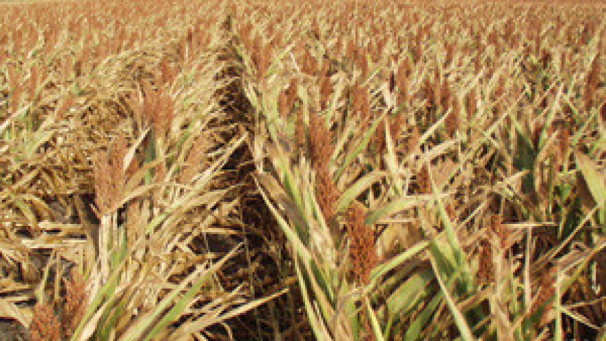 Suša je samo otponac