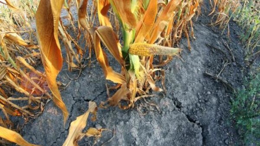 Suša umanjila rod i na nemačkim poljima