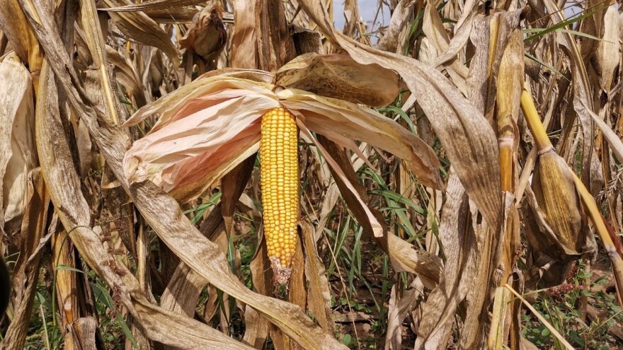 Manji prinosi kod ranijih hibrida kukuruza, kasniji odoleli suši