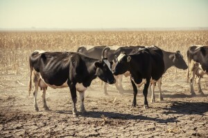 Suša pogodila stočare - 20 % manja proizvodnja mlijeka