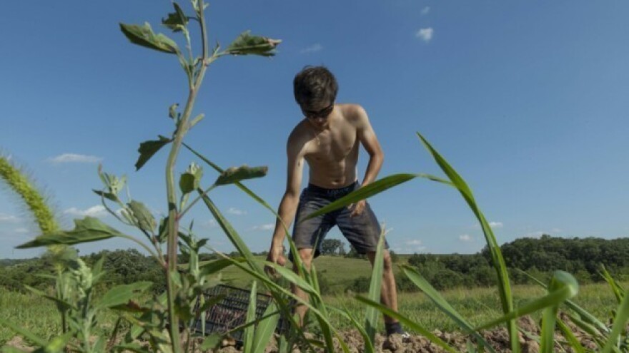 Smanjenje stresa od suše kod povrtnih kultura