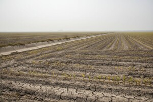 Suša prijeti poljima
