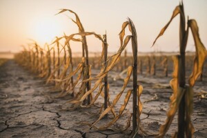 Suša "gura"cenu kukuruza