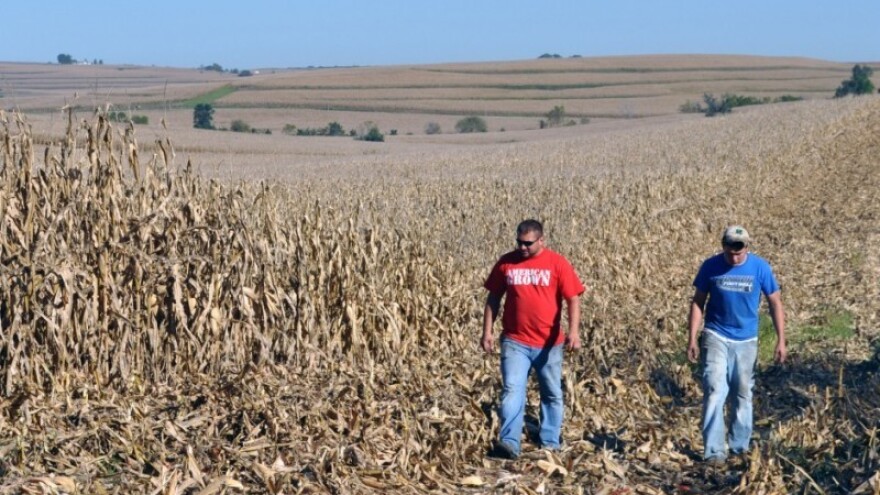 Kukuruza ni za stočnu hranu!