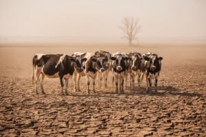 Suša sije smrt u Slavoniji