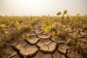 Suša smanjuje i urod soje