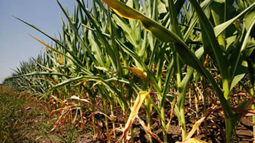 Suša smeta kukuruzu, preti smanjenje prinosa
