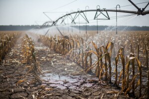 Suša smeta kukuruzu, preti smanjenje prinosa