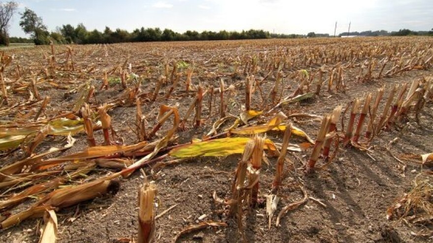 Procene šteta od suše za dvadesetak dana!