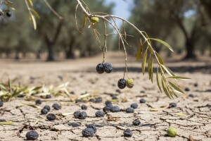 Suša srezala prinos maslina za 40 posto
