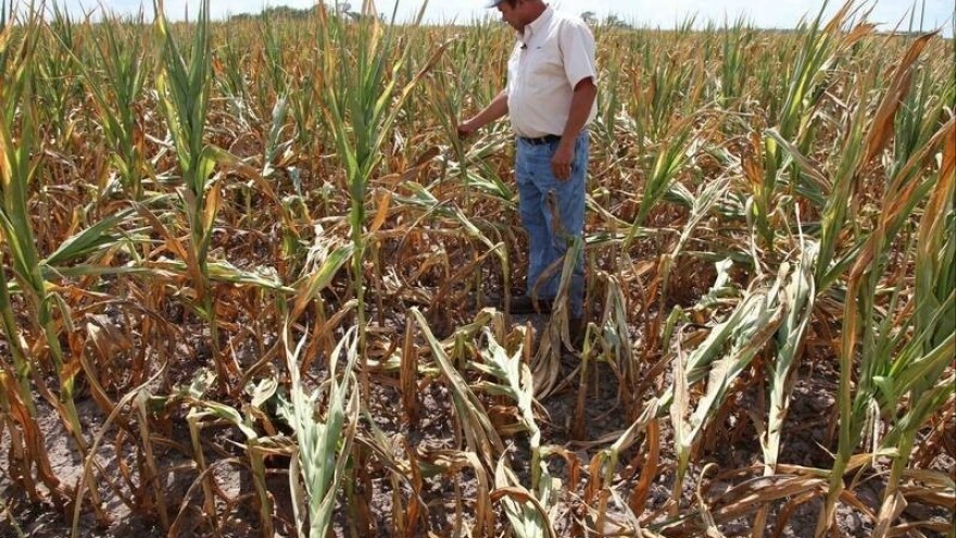 Crni oblak nad urodom kukuruza i soje!