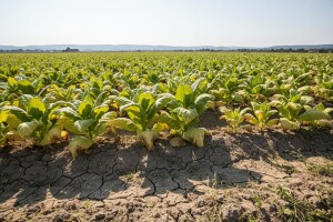 Suša ugrožava urod duhana