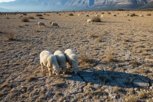 Suša ugrozila bračka stada