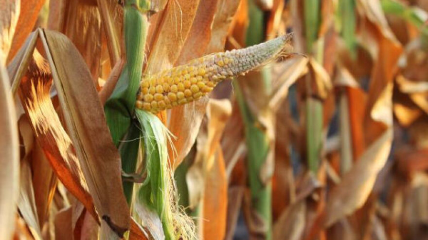 Dvomesečna žega umanjila prinose do 40 odsto