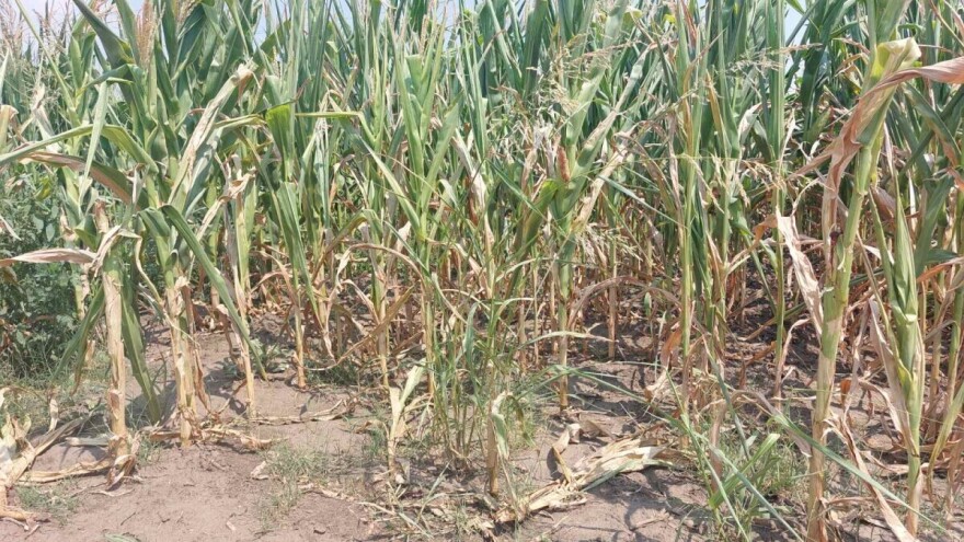 Subotički poljoprivrednici traže pomoć zbog suše