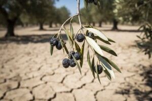 Suša uništila čak dvije trećine uroda maslina!