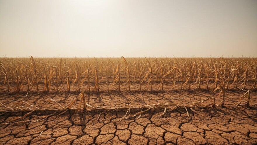 Suša uništila usjeve