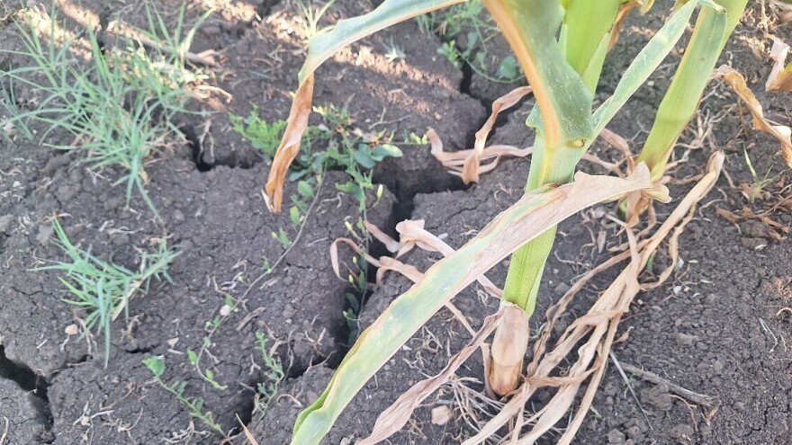 RHMZ: Usevi iz kasnijih rokova setve imaju šanse za oporavak, očekuju se prilično umanjeni prinosi