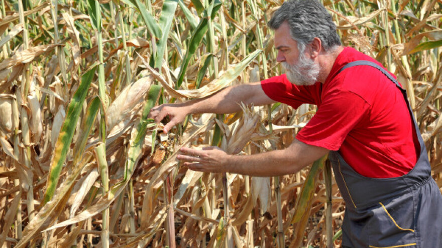 Suša uzrok višemilijunskih šteta u poljoprivredi