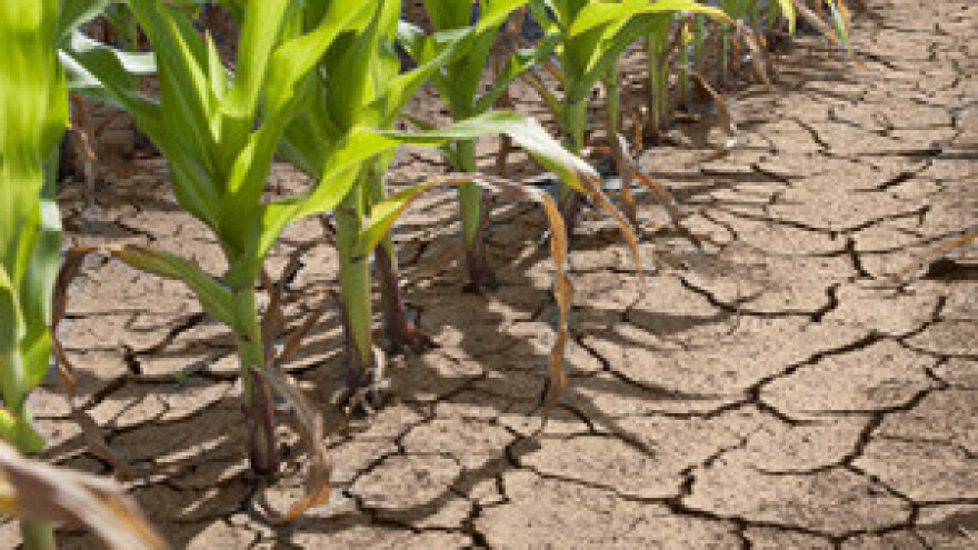 Stanje u domaćoj poljoprivredi gore je nego u ratu