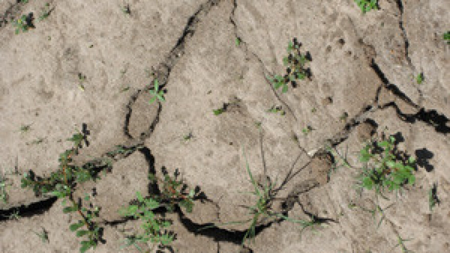 Istarskim poljoprivrednicima 1,2 milijuna kuna za štete od suše