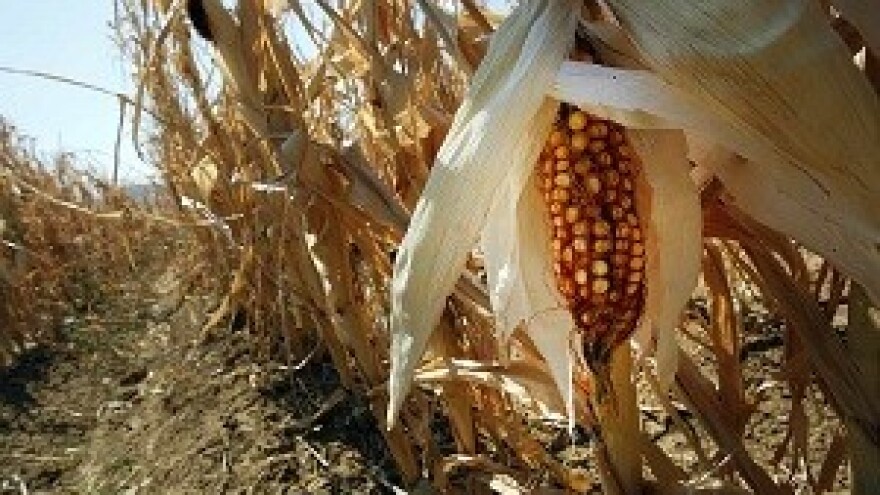 Osiguranje usjeva dio je Programa ruralnog razvoja