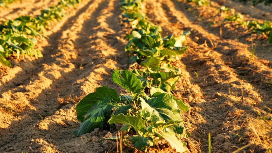 Zbog suše danonoćno navodnjavaju