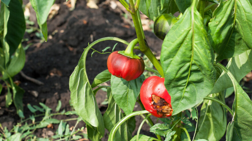 Zbog suše prinosi umanjeni za 40 posto