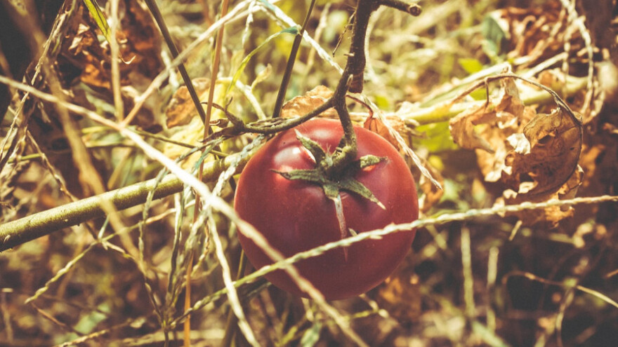 Deseci milijuna maraka za štetu od suše