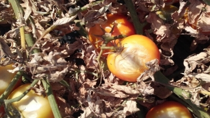 Od suše nije stradalo samo povrće, nego i drača