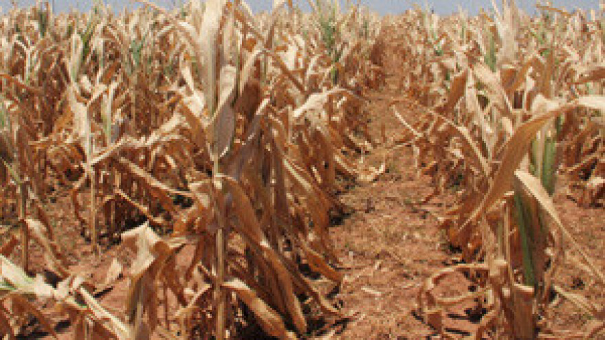 Suša zaustavila proljetvu sjetvu