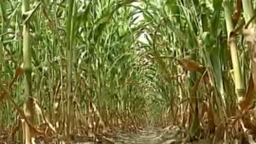 Suša uništava poljoprivrednike