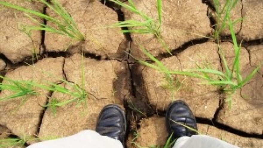 Svijetu prijeti nova nestašica hrane