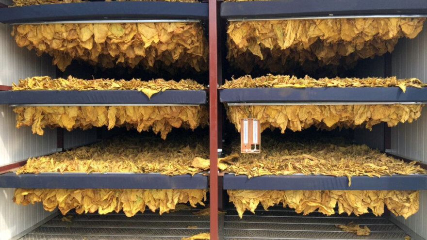 Berba duvana u Sremu kasni dve nedelje