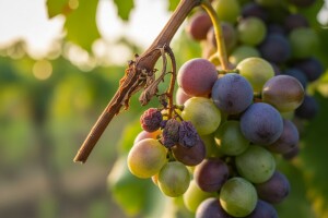 Sušenje peteljkovine problem u proizvodnji grožđa!