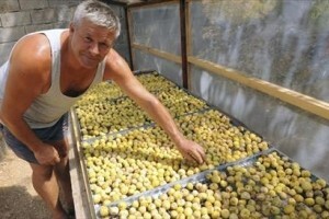 Ekološke smokve obitelji Kardum lako nađu kupca
