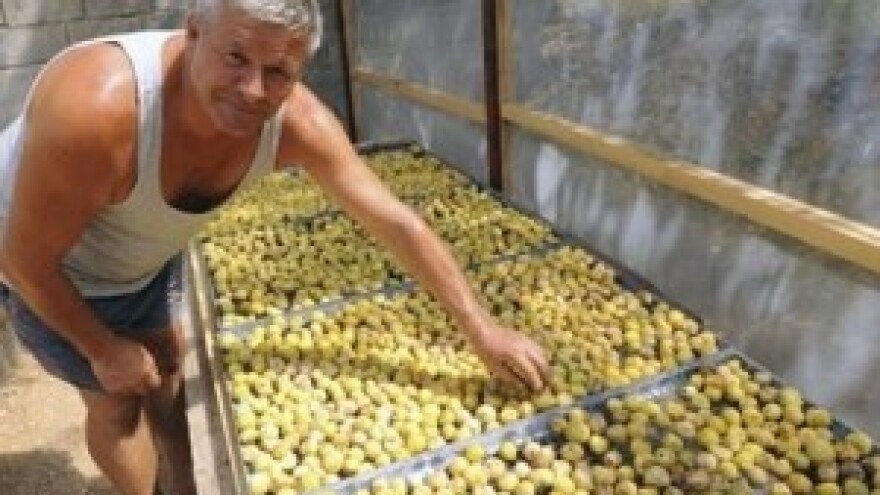 Ekološke smokve obitelji Kardum lako nađu kupca